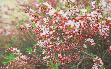 Beautiful spring cherry blossom sakura flowers background