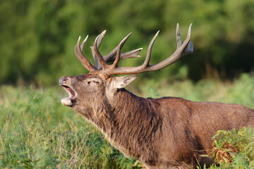 Portrait of a red deer stag calling during rutting season