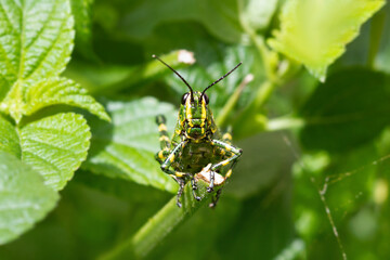 Chromacris speciosa - grasshopper soldier in the stick in the green background