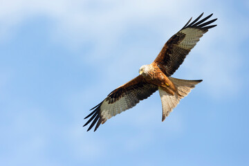 Close up of a Red kite in flight