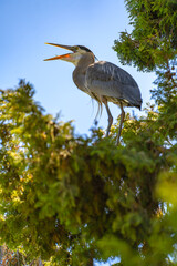 Great blue heron sits on a tree with an open mouth