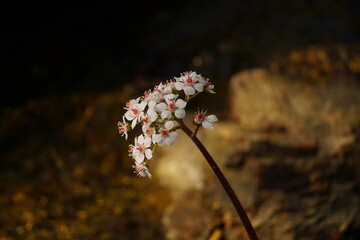 An assortment of colorful flowers in springtime.