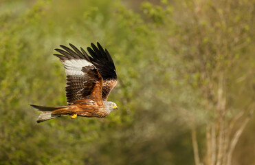 Close up of a Red kite in flight over trees