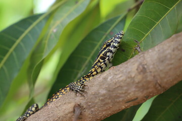 varan on a branch