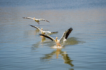 Three pelicans land on the lake. Wildlife photography.