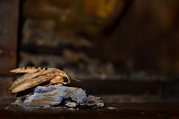 close up of a moth on top of a coal near a fireplace