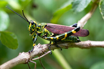 Chromacris speciosa - grasshopper soldier in the stick in the green background - obrazy, fototapety, plakaty