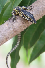 lizard on a branch