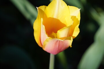 An assortment of colorful flowers in springtime.