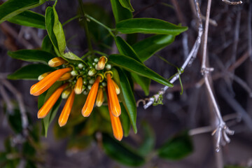 Pyrostegia venusta pertenece a la familia Bignoniaceae