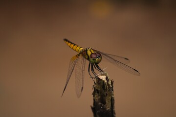 dragonfly on a twig