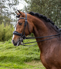 Fototapeta premium Amazing Lusitano horse with bridle, looking attentively, Azores islands.