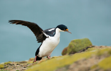 Close-up of an Imperial shag on a rocky coastal area