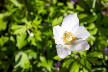 white and yellow flowers