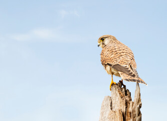 Common kestrel perched on a tree trunk