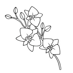 Orchid branch with flowers. Black and white vector drawing. Vector illustration. Isolated
