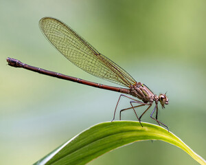 Brown damselfly in the green leaf