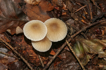 Pilz Dehnbarer Helmling, Mycena epipterygia