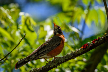 Robin Perched In Tree-1036