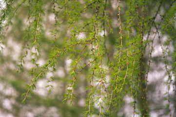 Hanging larch branches in the soft spring light. Background