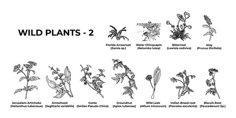 A set of hand-drawn field plants on a white background.