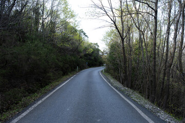 Fototapeta premium road in the forest