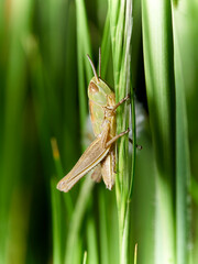 Saltamontes