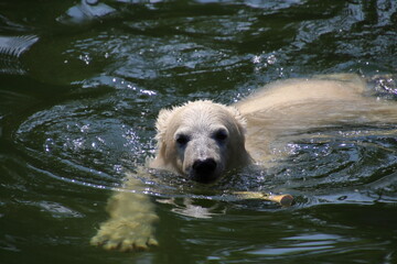 Swimming bear