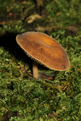 Pilz Grubiger Milchling, Lactarius scrobiculatus