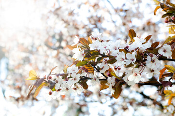 Blooming cherry trees. Spring. The rays of the sun through the leaves. White blooms and green leaves.