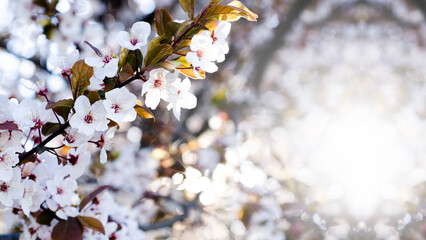 Blooming cherry trees. Spring. The rays of the sun through the leaves. White blooms and green leaves.