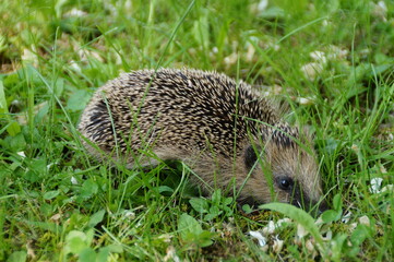 hedgehog in the grass