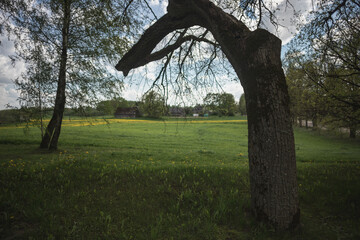 lonely crooked tree, spring landscape with dandelion field, old barn far away, cloudy sky in the...