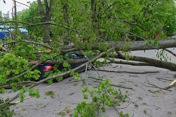 tragic consequences of the storm, strong wind broke a tree that fell on a car parked nearby