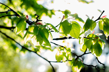 Sun rays and light shining through green leaves and tree branches. Spring. Summer.