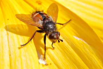Fly on petal