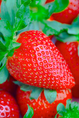 Background with Beautiful and Juicy Strawberries. Fresh Juicy Strawberries with Leaves. Summer Berries Background.