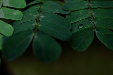 leaves with  rain drops