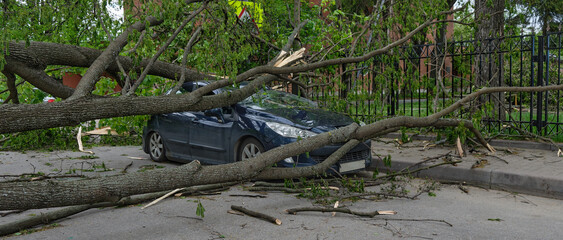 Car under a fallen tree after a storm