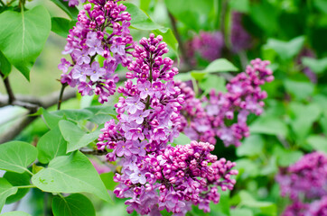 Blooming lilac tree. Pink lilac flowers and green leaves. Spring.