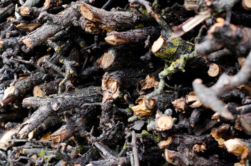 Firewood stacked in a pile. In the courtyard