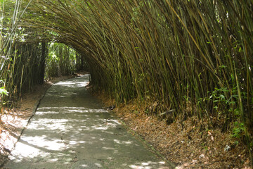 bridge in the forest
