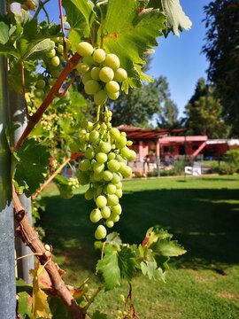 bunch of grapes