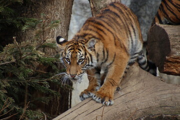 Tiger cub