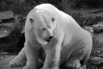 Sleepy bear mom