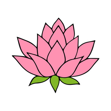 Pink lotus flower. Vector illustration on white background.