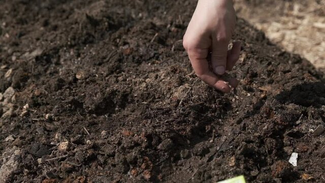 human hand plants dill seeds in fertile soil, rural organic gardening and seeding in ground, close up view, slow motion