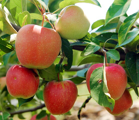 Closeup of fresh ripe apples on the tree
