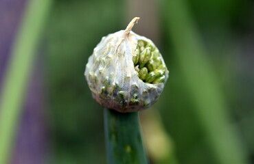 Knospen eines Riesenlauchs im Frühling