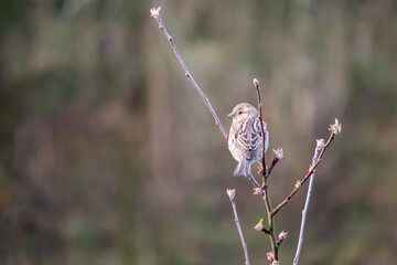 bird - one sparrow on a tree branch